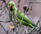 Un loro verde con el poico rojo observado desde lo alto de un árbol
