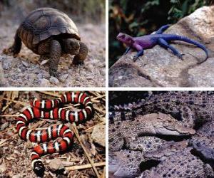 Puzzle de Reptiles