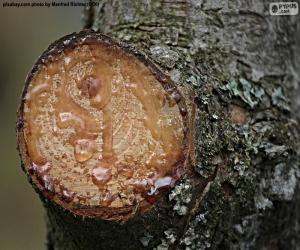 Puzzle de Resina de un pino