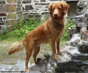 Puzzle de Retriever de Nueva Escocia