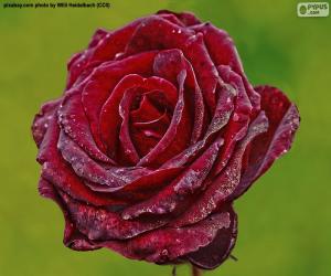 juegos de flores puzzle gratis