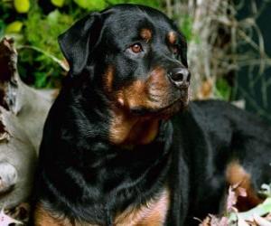 Puzzle de Rottweiler perro guardián