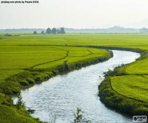 Puzzle de Río entre campos de arroz