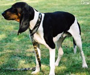 Puzzle de Sabueso del Ariège