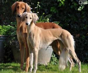Puzzle de Saluki