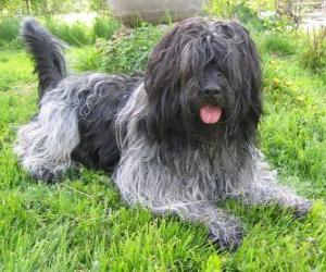 Puzzle de Schapendoes