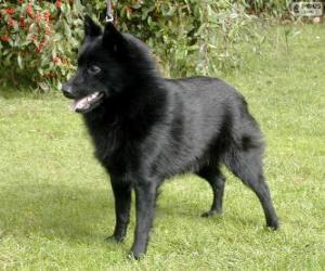 Puzzle de Schipperke
