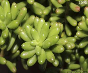 Puzzle de Sedum rubrotinctum