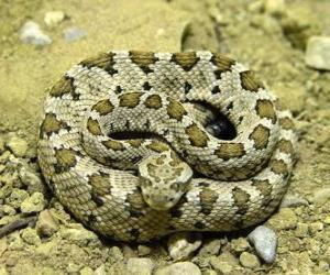 Puzzle de Serpiente enroscada