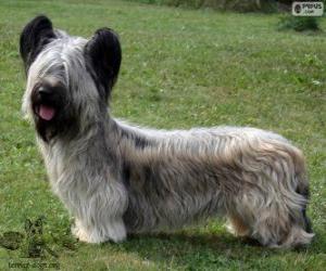 Puzzle de Skye terrier