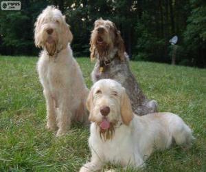 Puzzle de Spinone