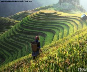 Puzzle de Terrazas de arroz, Tailandia