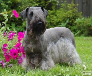 Puzzle de Terrier checo