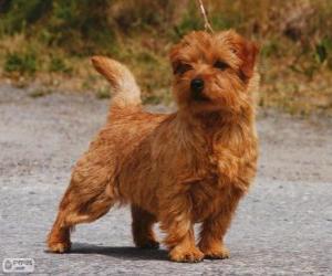 Puzzle de Terrier de Norwich
