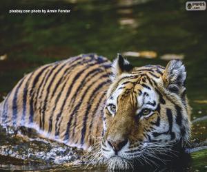 Puzzle de Tigre en el agua