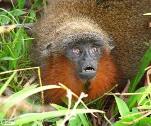 Puzzle de Tití del Caquetá