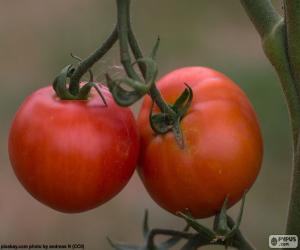 Puzzle de Tomates