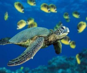 Puzzle de Tortuga marina