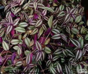 Puzzle de Tradescantia zebrina
