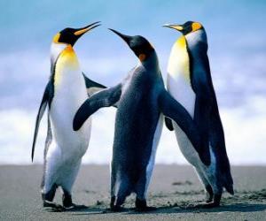 Puzzle de Tres bonitos pinguinos