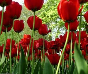 Puzzle de Tulipanes rojos