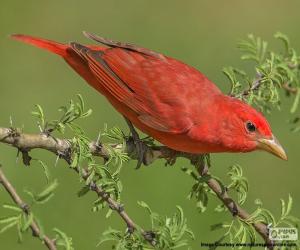 Puzzle de Tángara roja migratoria, macho
