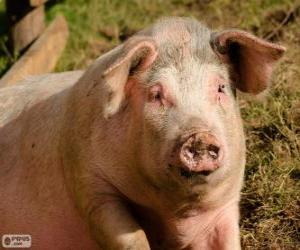 Puzzle de Un cerdo