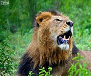 Puzzle de Un joven león