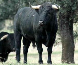 Puzzle de Un toro muy agresivo