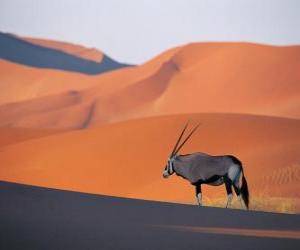 Puzzle de Una gacela de Grant con sus largos cuernos en las dunas del desierto