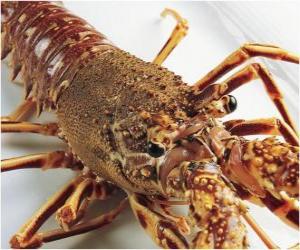 Puzzle de Una langosta o bogavante de grandes dimensiones