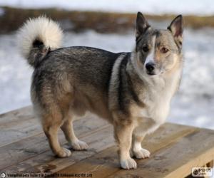 Puzzle de Vallhund sueco