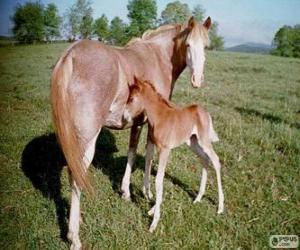 Puzzle de Virginia Highlander caballo originario de Estados Unidos