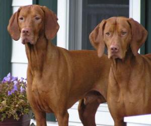 Puzzle de Vizsla o Braco húngaro es una raza de perro originaria de Hungría