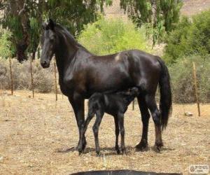 Puzzle de Vlaamperd caballo originario de Sudáfrica