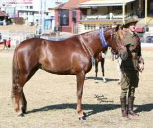 Puzzle de Waler caballo originario de Australia