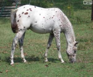 Puzzle de Walkaloosa caballo originario de Estados Unidos