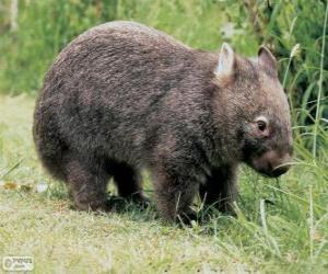 Puzzle de Wombat