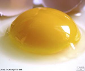 Puzzle de Yema de huevo