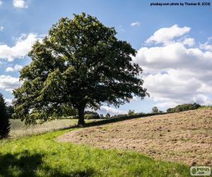 Puzzle de Árbol en el campo arado