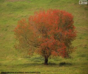 Puzzle de Árbol en otoño