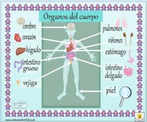 Puzzle de Órganos del cuerpo humano en español