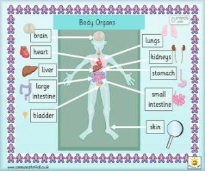 Puzzle de Órganos del cuerpo humano en ingles