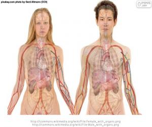 Puzzle de Órganos del cuerpo