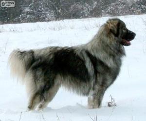 Puzzle de Šarplaninac