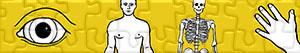 Puzzles de Cuerpo humano