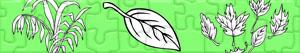 Puzzles de Plantas y Hojas