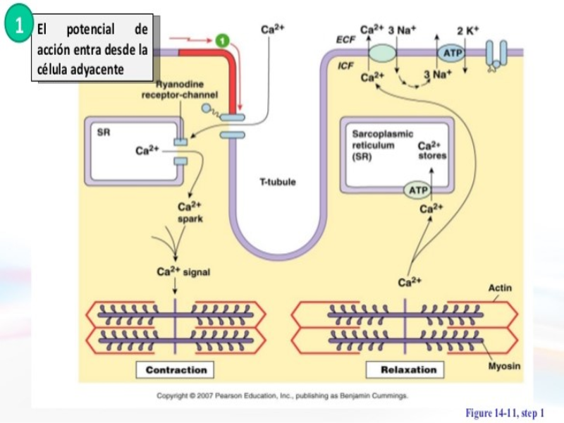 MECANISMO DE CONTRACCION MUSCULAR puzzle