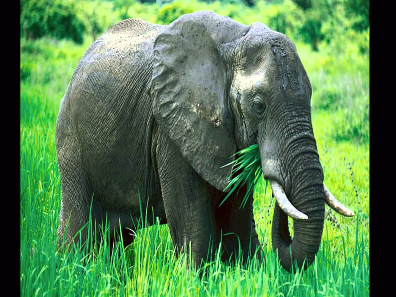 Звук слоника. Звук слона. Звучание слона. Звук слона слушать. Ng Sounds Elephant.