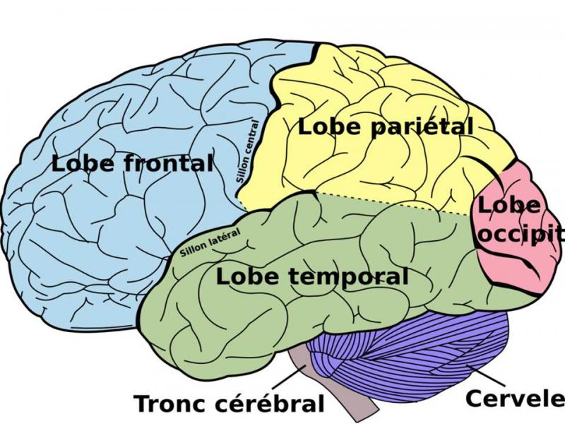 rompecabezas para el cerebro